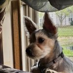 Healthy Pets of Westgate
