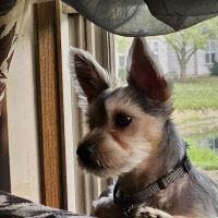 Healthy Pets of Westgate ico