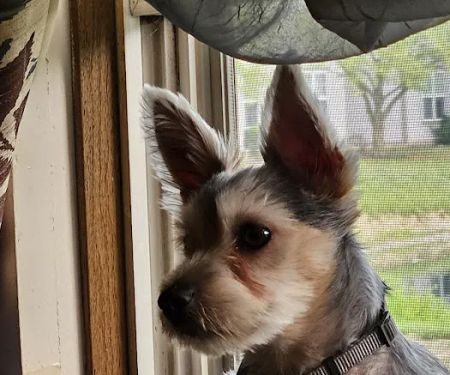 Healthy Pets of Westgate