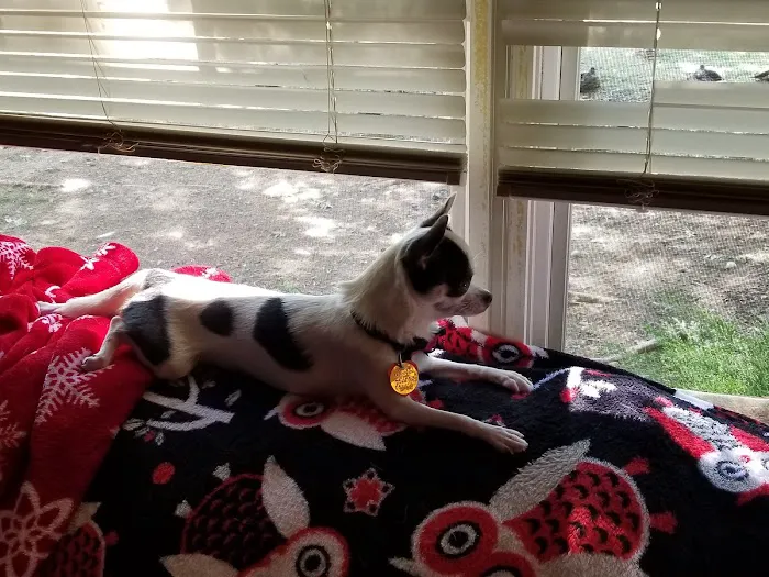 Healthy Pets of Westgate Picture 3