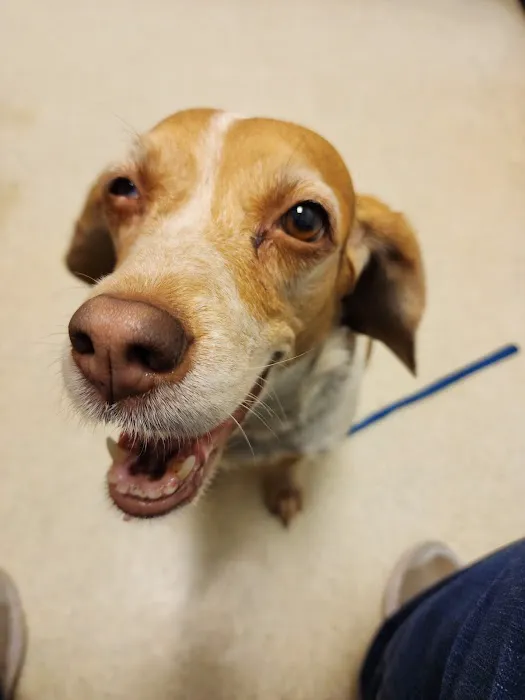 Healthy Pets of Westgate Picture 5