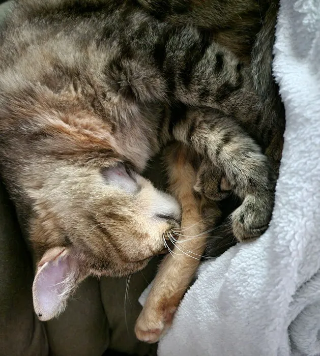 Healthy Pets of Westgate Picture 4