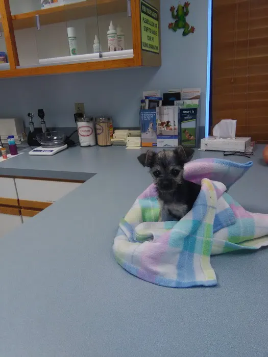 Healthy Pets of Westgate Picture 9