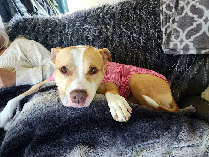 Healthy Pets of Westgate Picture 10