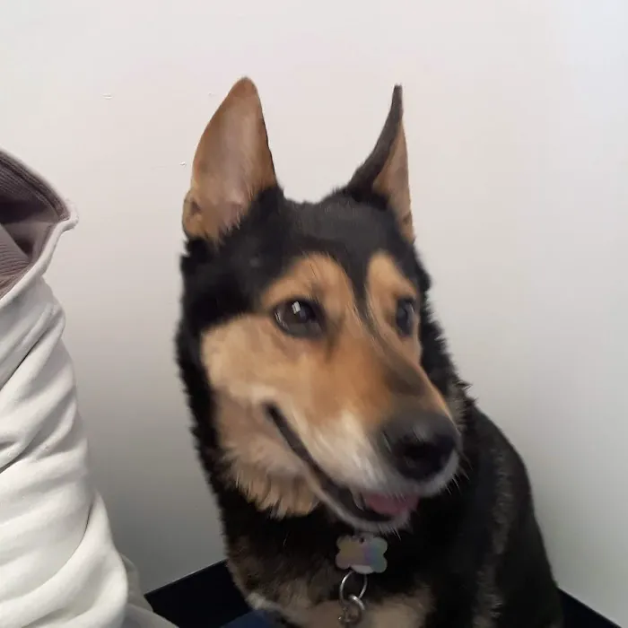 Village Animal Clinic LLC Picture 7