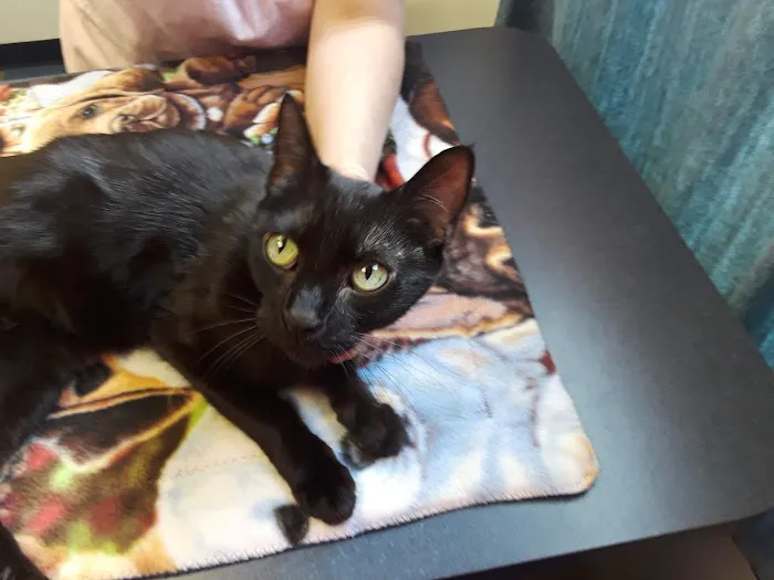 Village Animal Clinic LLC Picture 9