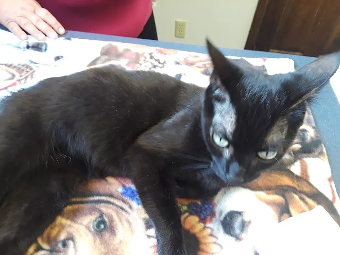 Village Animal Clinic LLC Picture 6