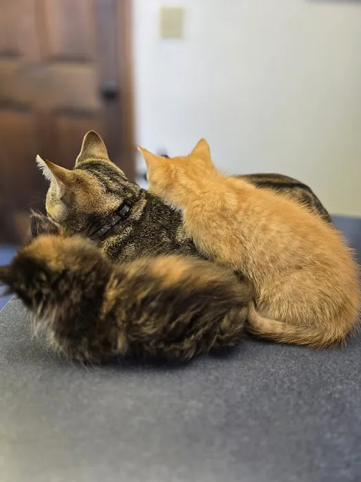 Village Animal Clinic LLC Picture 4