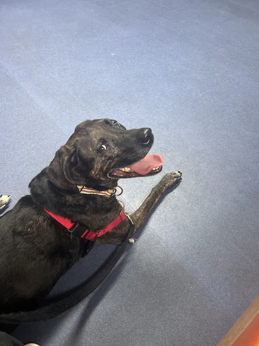 Village Animal Clinic LLC Picture 10