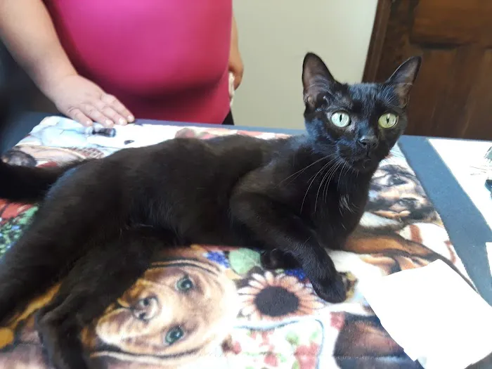Village Animal Clinic LLC Picture 5