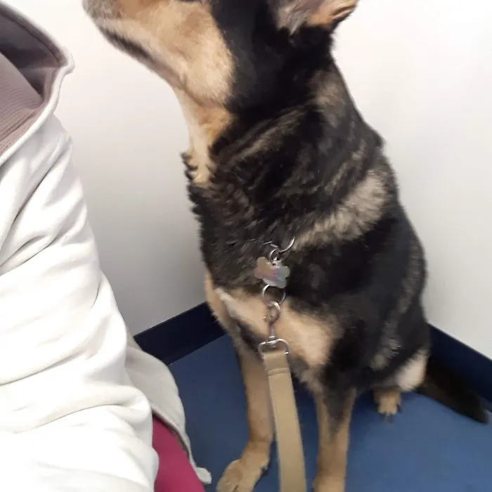 Village Animal Clinic LLC Picture 8