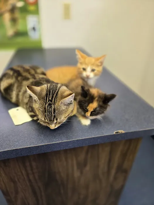 Village Animal Clinic LLC Picture 1