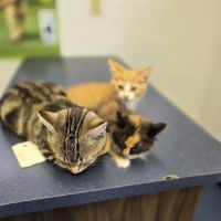 Village Animal Clinic LLC ico