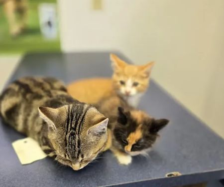 Village Animal Clinic LLC