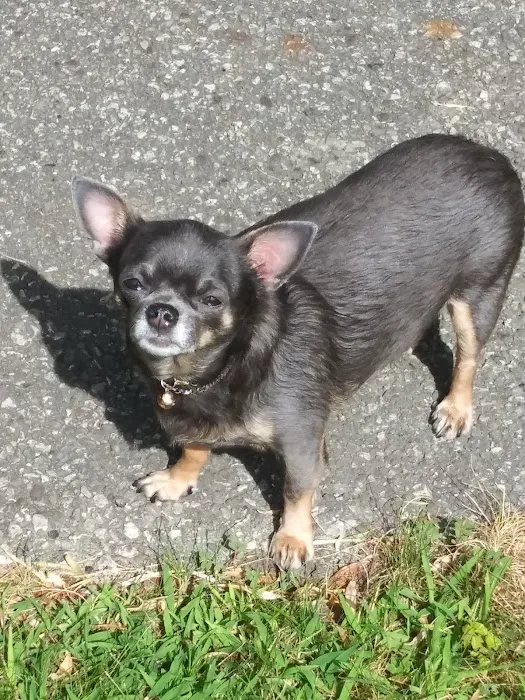 Angel Animal Hospital Picture 1