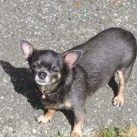 Angel Animal Hospital ico