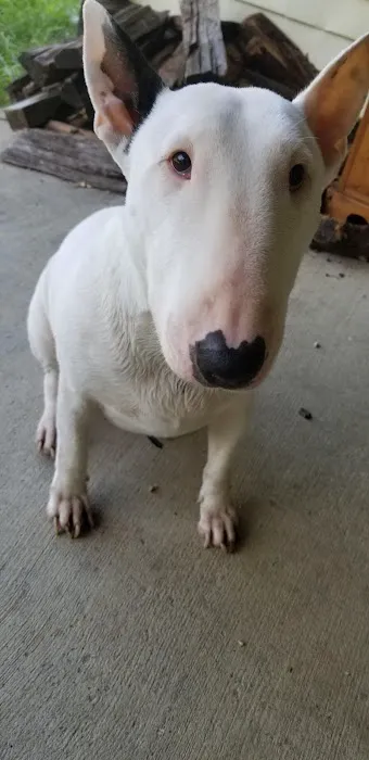 Angel Animal Hospital Picture 8
