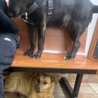 Banfield Pet Hospital ico