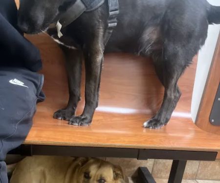Banfield Pet Hospital