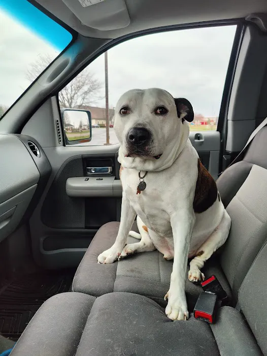 Healthy Pets of Rome Hilliard Picture 1