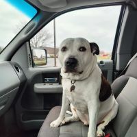 Healthy Pets of Rome Hilliard ico