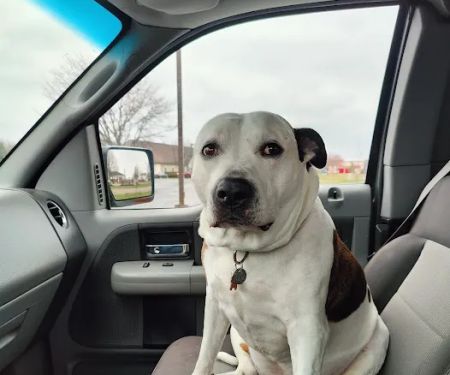 Healthy Pets of Rome Hilliard