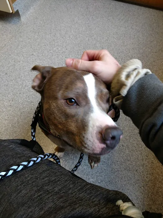 Healthy Pets of Rome Hilliard Picture 7