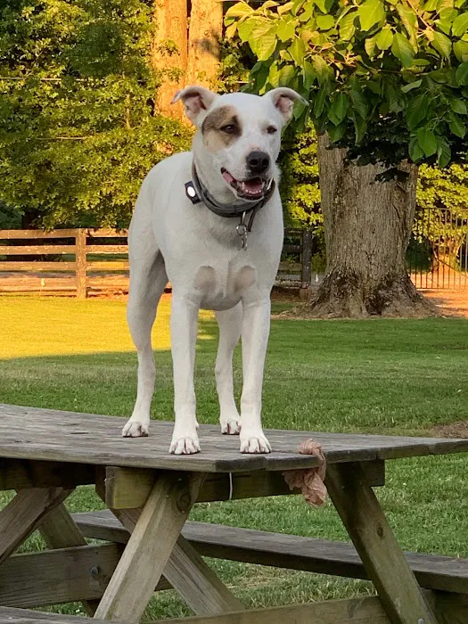 Healthy Pets of Rome Hilliard Picture 6