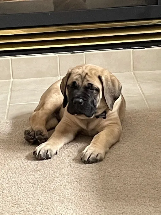 Healthy Pets of Rome Hilliard Picture 2