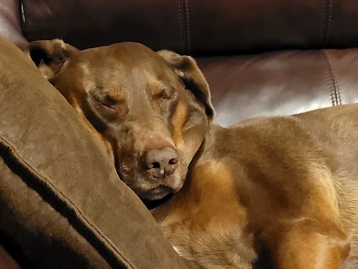Marion Animal Hospital Picture 8