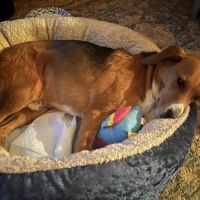 Green Camp Veterinary Clinic ico