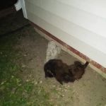 Richwood Animal Clinic
