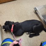 Maple Run Veterinary Clinic LLC