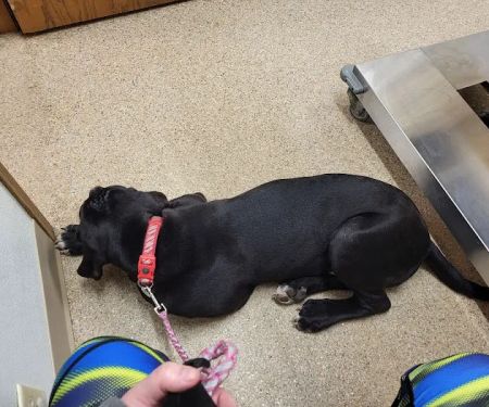 Maple Run Veterinary Clinic LLC