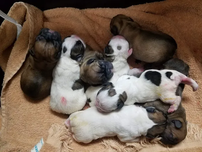 Maple Run Veterinary Clinic LLC Picture 5