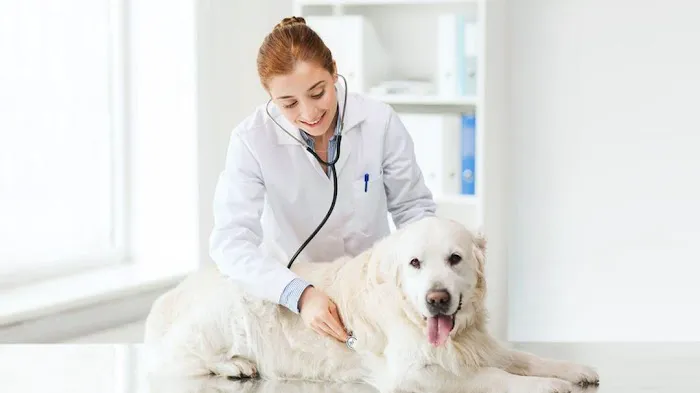 Arlington Veterinary Clinic Picture 7