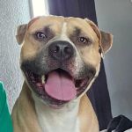Fostoria Pet Hospital