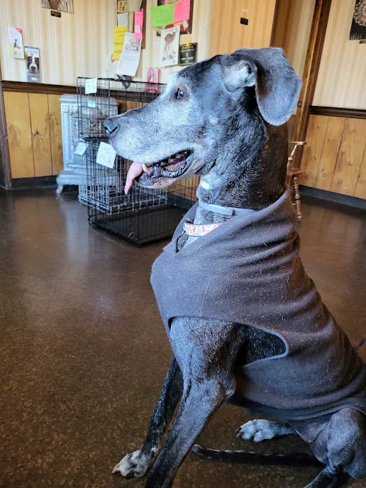 Fostoria Pet Hospital: Seidler Chris A DVM Picture 3