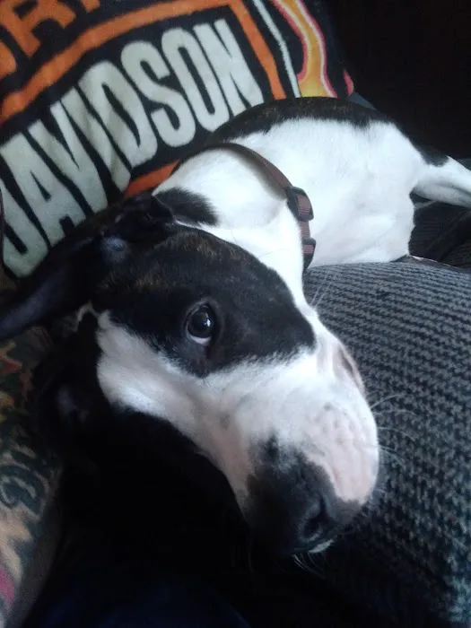 Fostoria Pet Hospital: Seidler Chris A DVM Picture 2