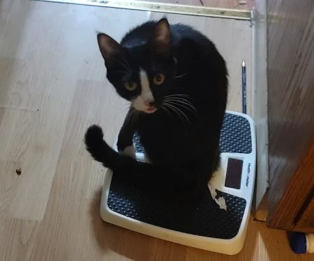 Fostoria Pet Hospital: Seidler Chris A DVM