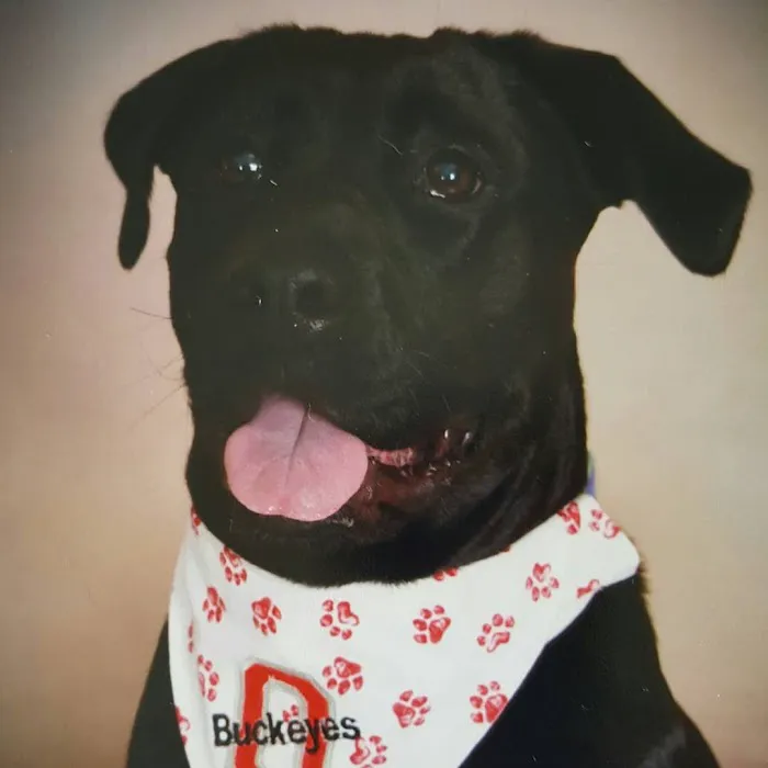 Fostoria Animal Clinic Picture 2