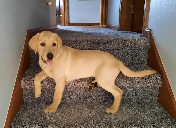 Owen's Ark Vet Clinic Picture 4