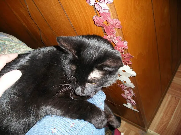 Owen's Ark Vet Clinic Picture 5