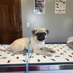 Maumee Bay Veterinary Hospital