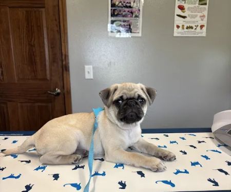 Maumee Bay Veterinary Hospital