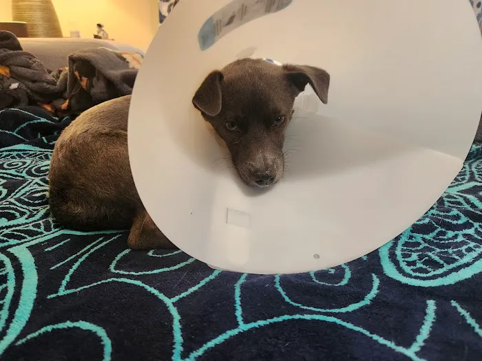 Animal Allies Spay & Neuter Clinic Picture 8