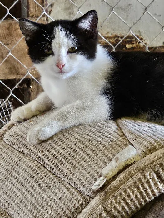 Animal Allies Spay & Neuter Clinic Picture 2