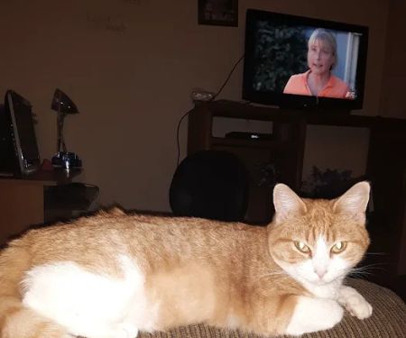 Animal Allies Spay & Neuter Clinic
