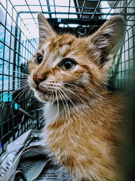 Animal Allies Spay & Neuter Clinic Picture 10
