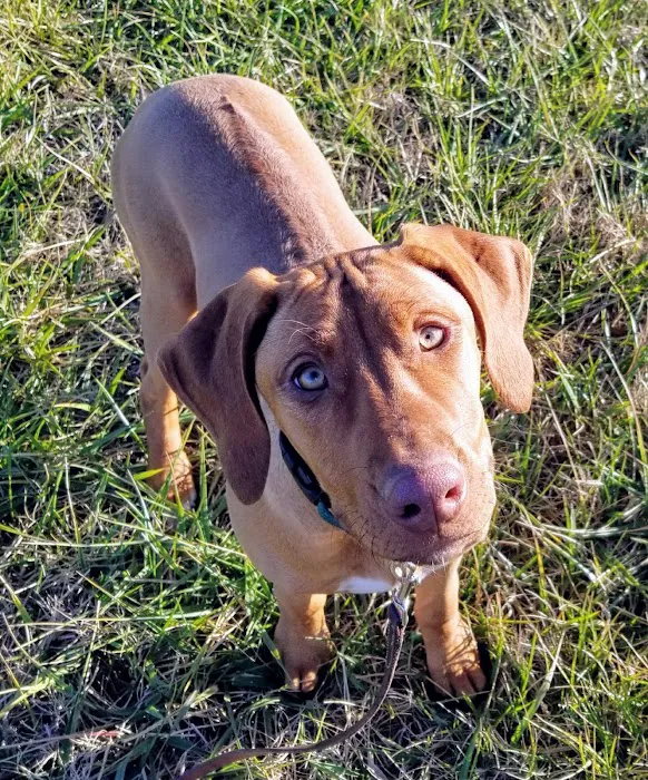 Piedmont Animal Hospital Picture 10